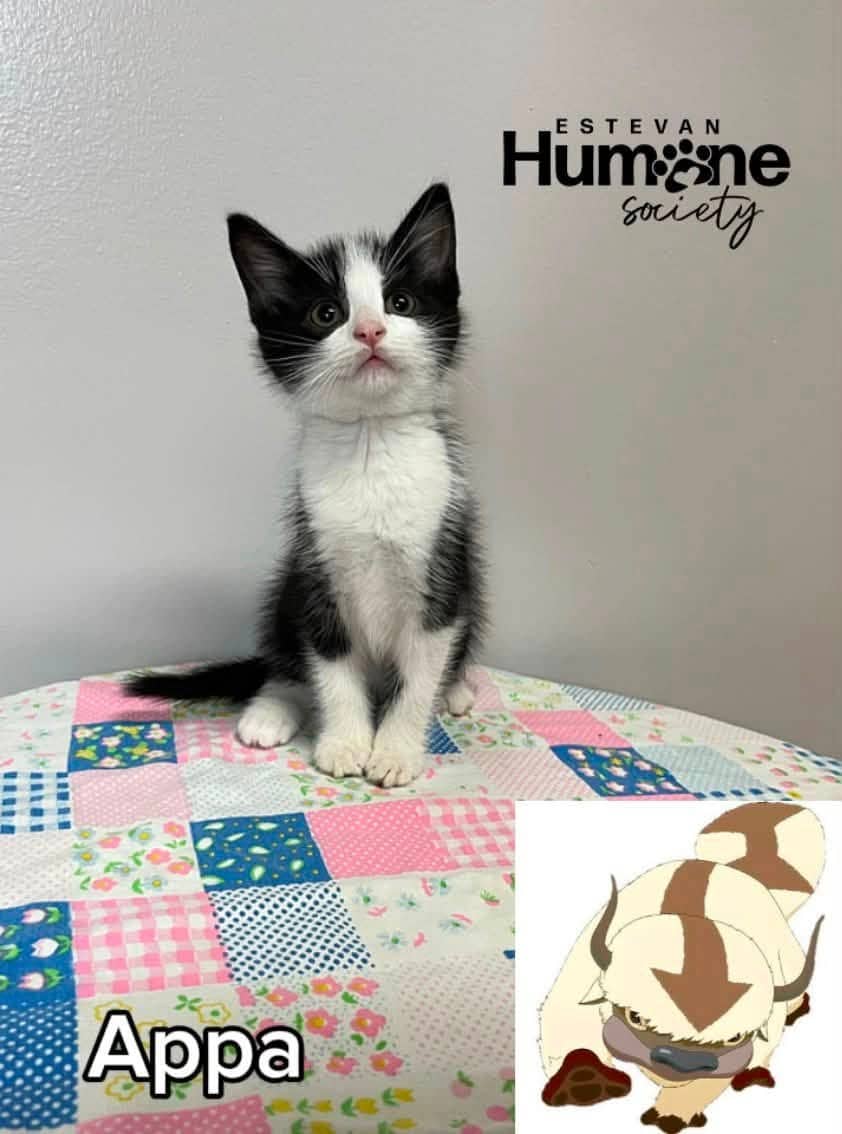 Appa - Domestic Shorthair available for adoption