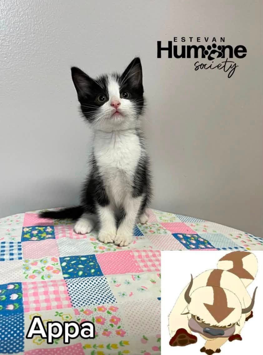Appa - Domestic Shorthair available for adoption