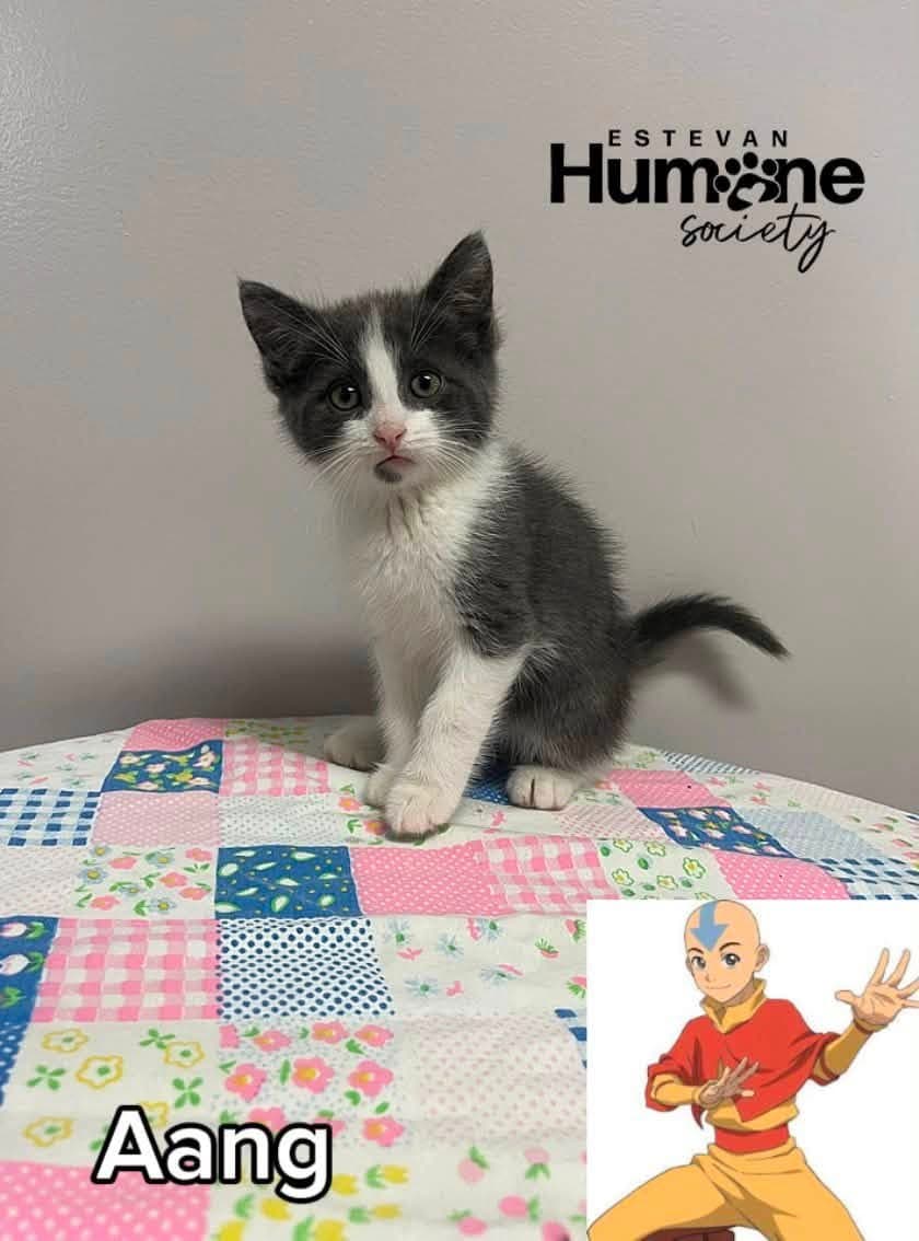 Aang - Domestic Shorthair available for adoption