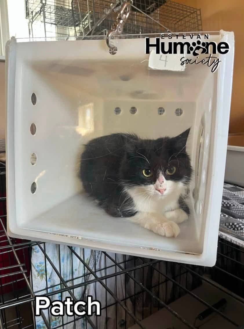 Patch - Domestic Medium Hair cat available for adoption at Estevan Humane Society in Estevan