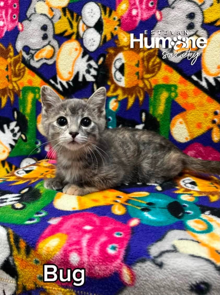 Bug - Domestic Shorthair cat available for adoption at Estevan Humane Society in Estevan