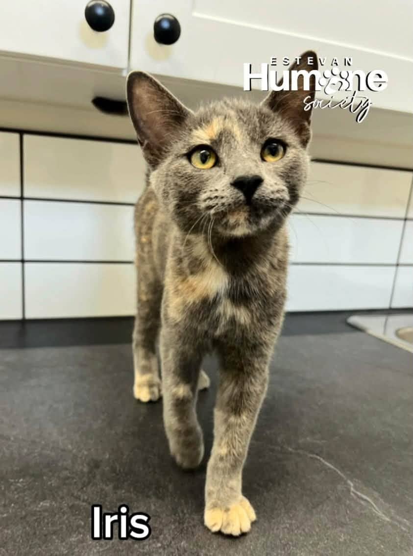 Iris - Domestic Shorthair available for adoption