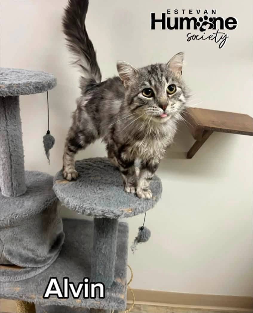 Alvin - Domestic Medium Hair available for adoption
