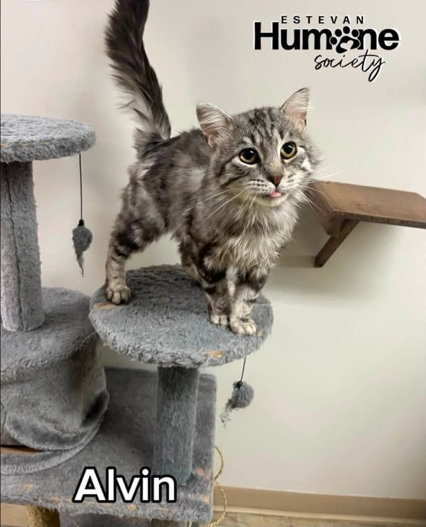 Alvin - Domestic Medium Hair cat available for adoption at Estevan Humane Society in Estevan
