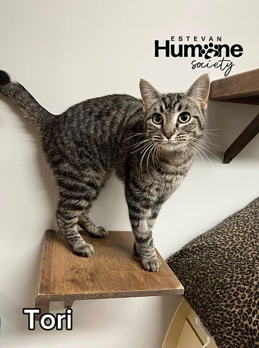 Tori - Domestic Shorthair available for adoption