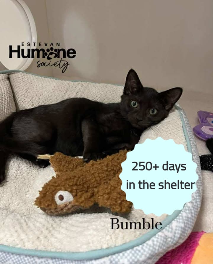 Bumble - Domestic Shorthair available for adoption
