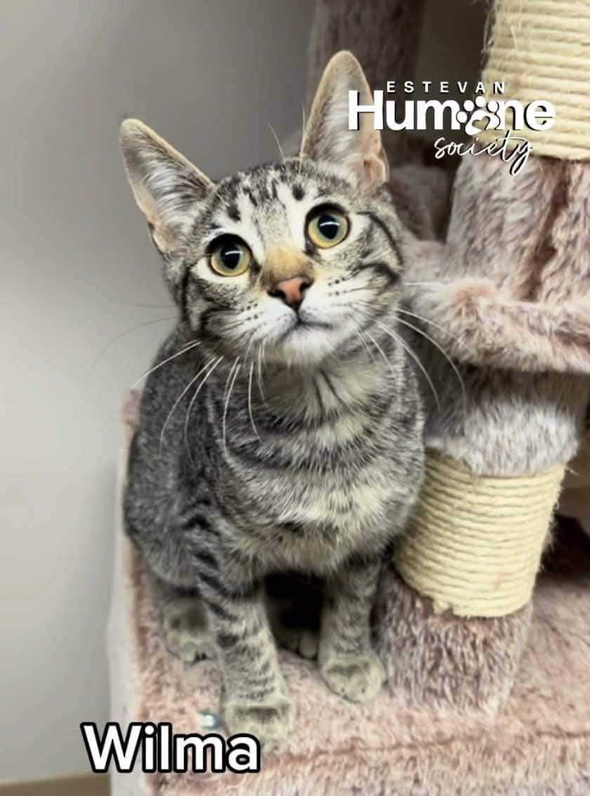 Wilma - Domestic Shorthair available for adoption