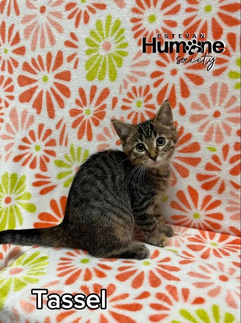 Tassel - Domestic Shorthair available for adoption