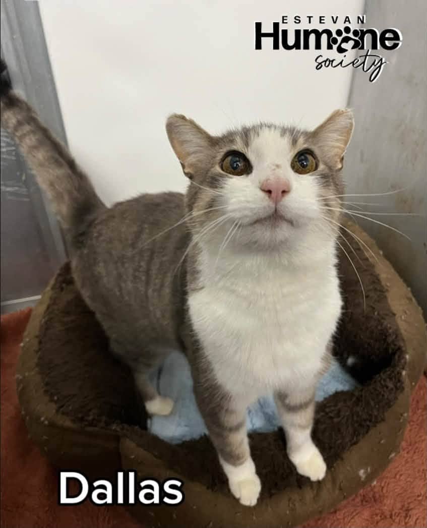 Dallas - Domestic Shorthair available for adoption