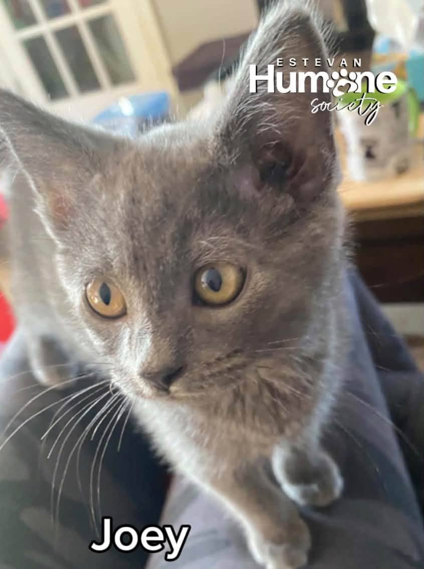 Joey - Domestic Shorthair available for adoption