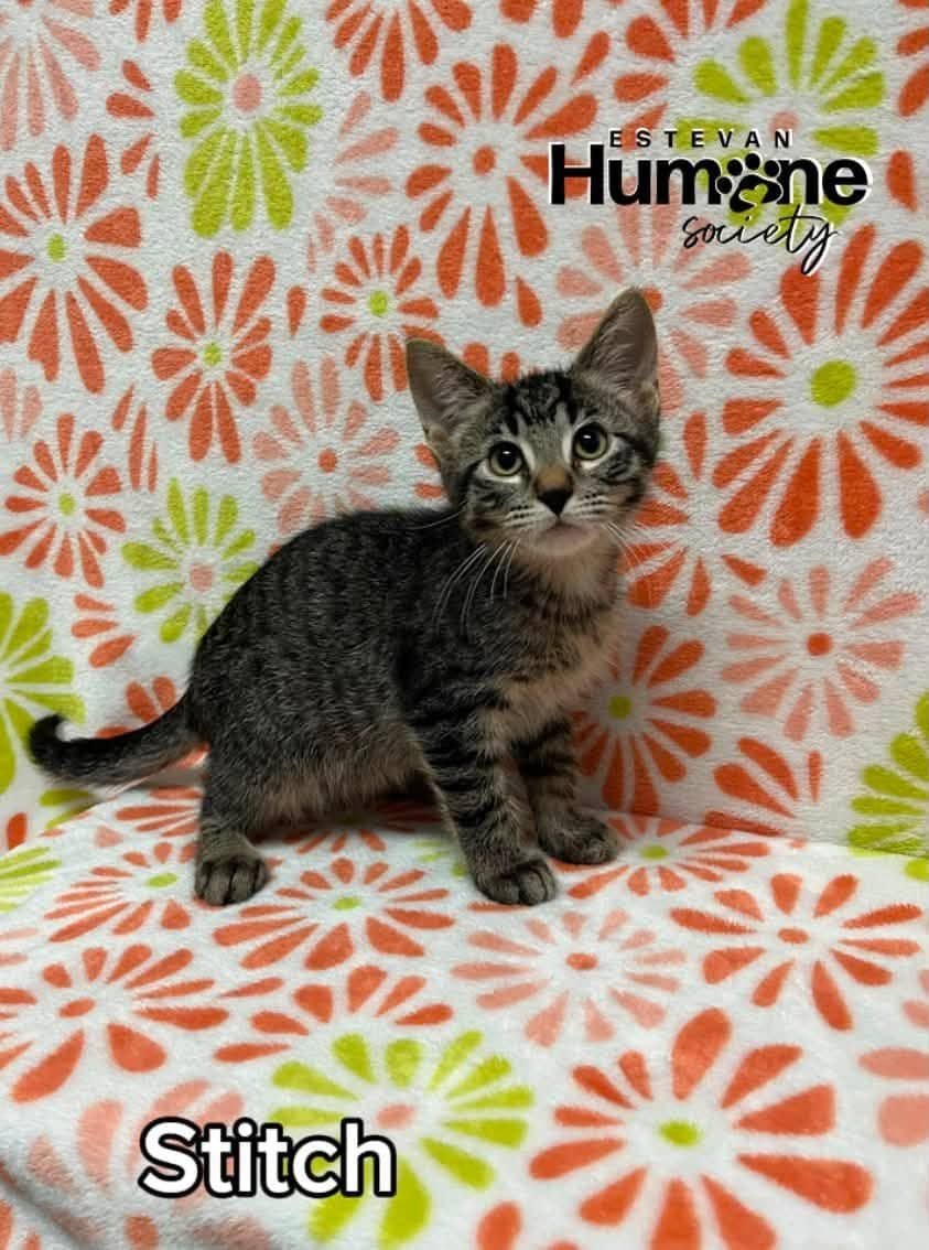 Stitch - Domestic Shorthair available for adoption