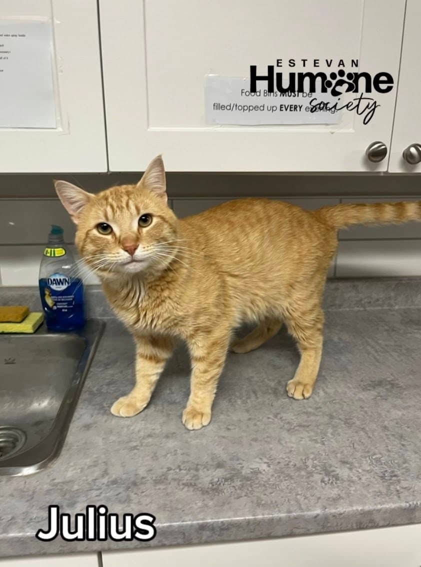 Julius - Domestic Shorthair available for adoption