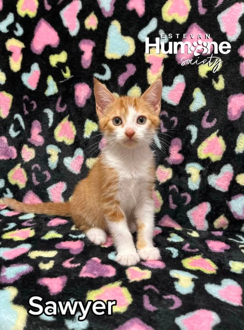 Sawyer - Domestic Shorthair cat available for adoption in Calgary