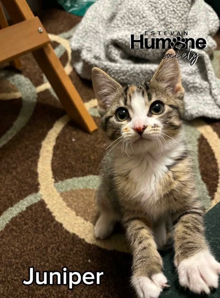 Juniper - Domestic Shorthair cat available for adoption in Calgary