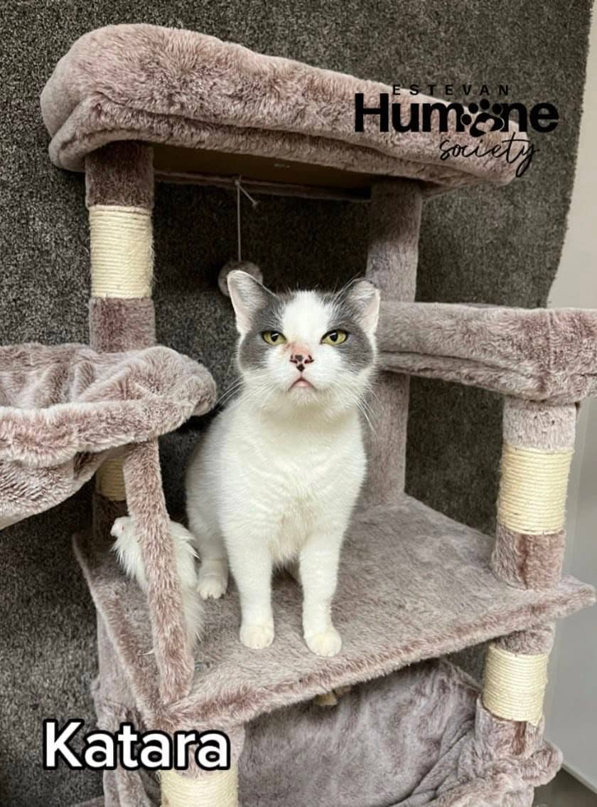Katara - Domestic Shorthair available for adoption