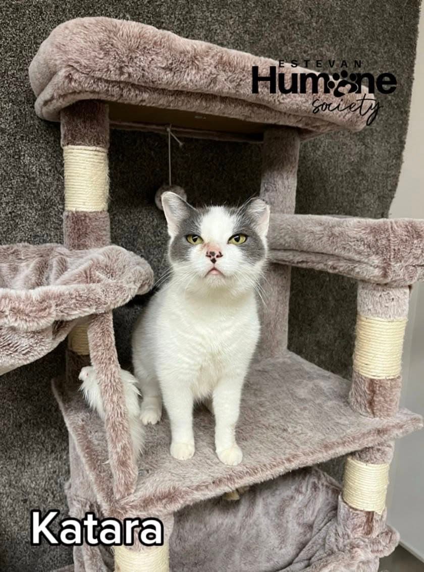 Katara - Domestic Shorthair available for adoption