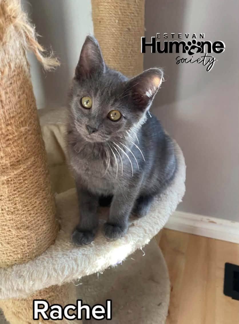 Rachel - Domestic Shorthair cat available for adoption at Estevan Humane Society in Estevan