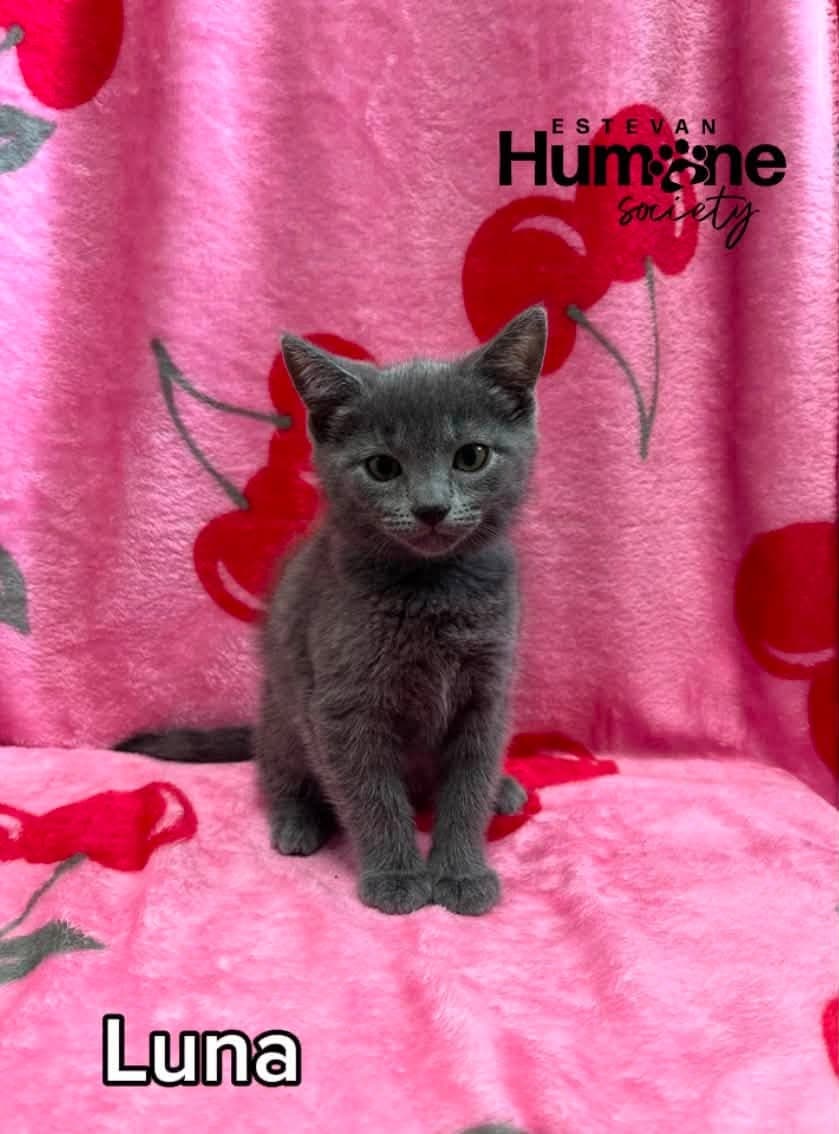 Luna - Domestic Shorthair available for adoption
