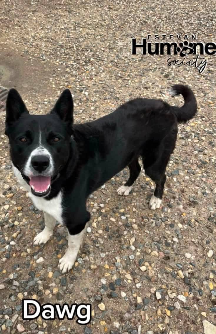 Dawg - Akita x Border Collie available for adoption