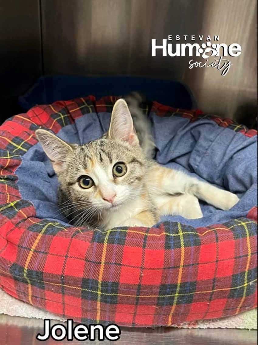 Jolene - Domestic Shorthair available for adoption