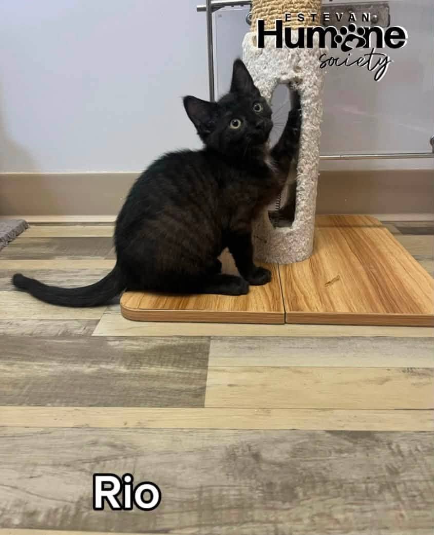 Rio - Domestic Shorthair available for adoption