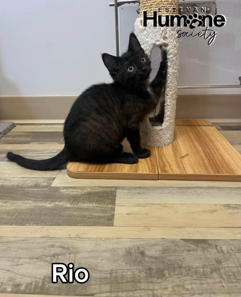 Rio - Domestic Shorthair available for adoption