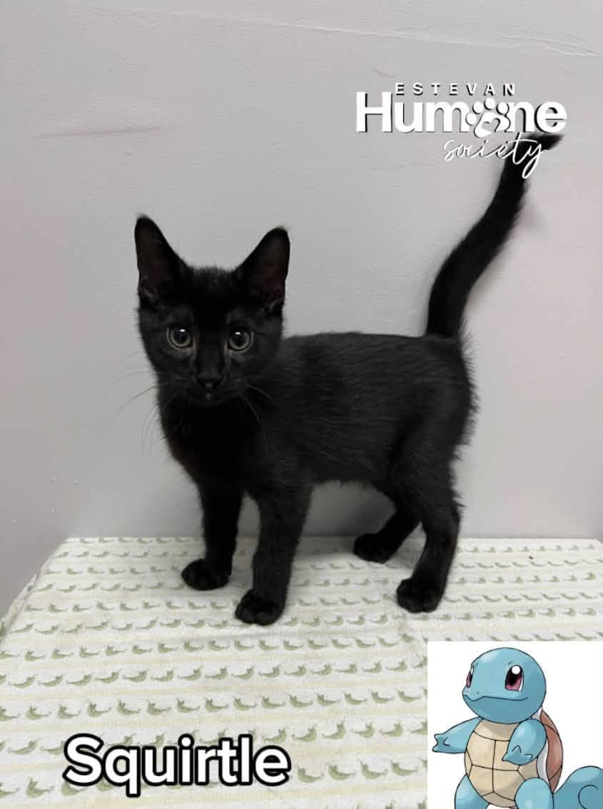 Squirtle - Domestic Shorthair cat available for adoption at Estevan Humane Society in Estevan