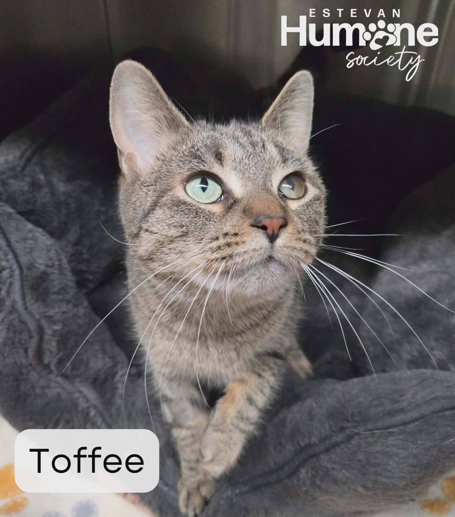 Toffee - Domestic Shorthair available for adoption