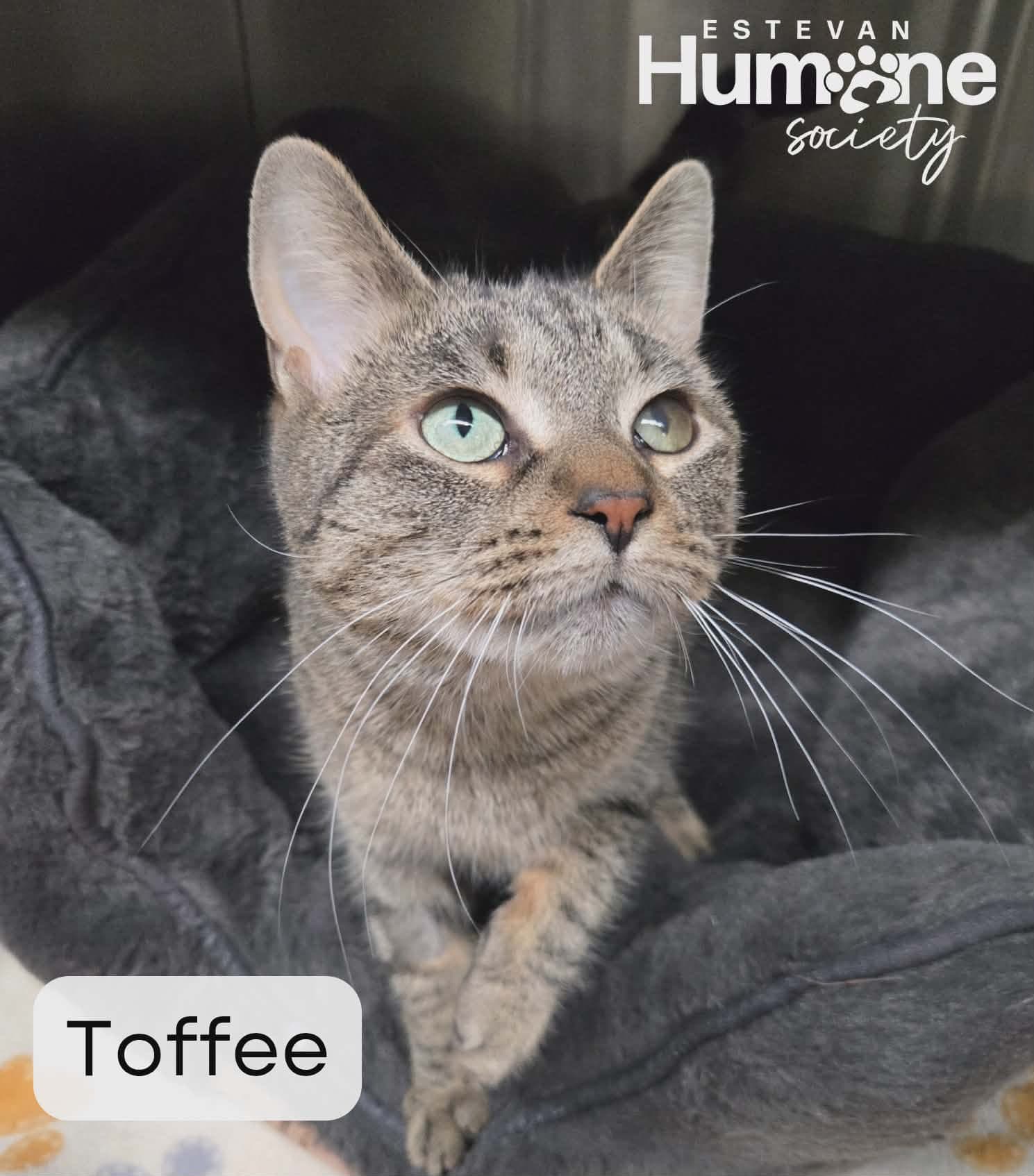 Toffee - Domestic Shorthair available for adoption