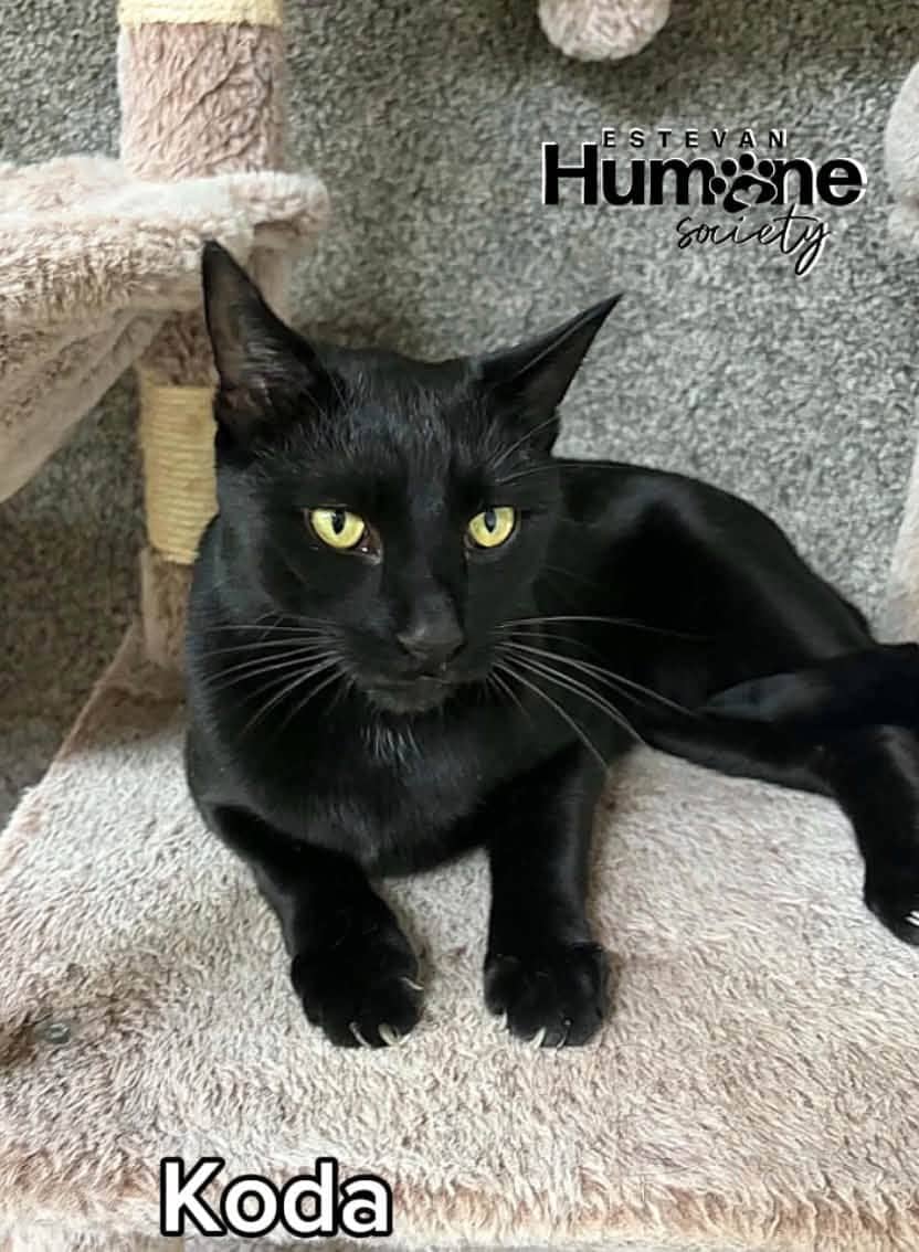 Koda - Domestic Shorthair available for adoption