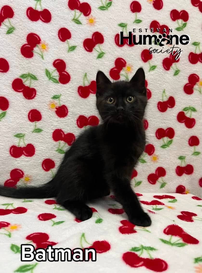 Batman - Domestic Shorthair available for adoption