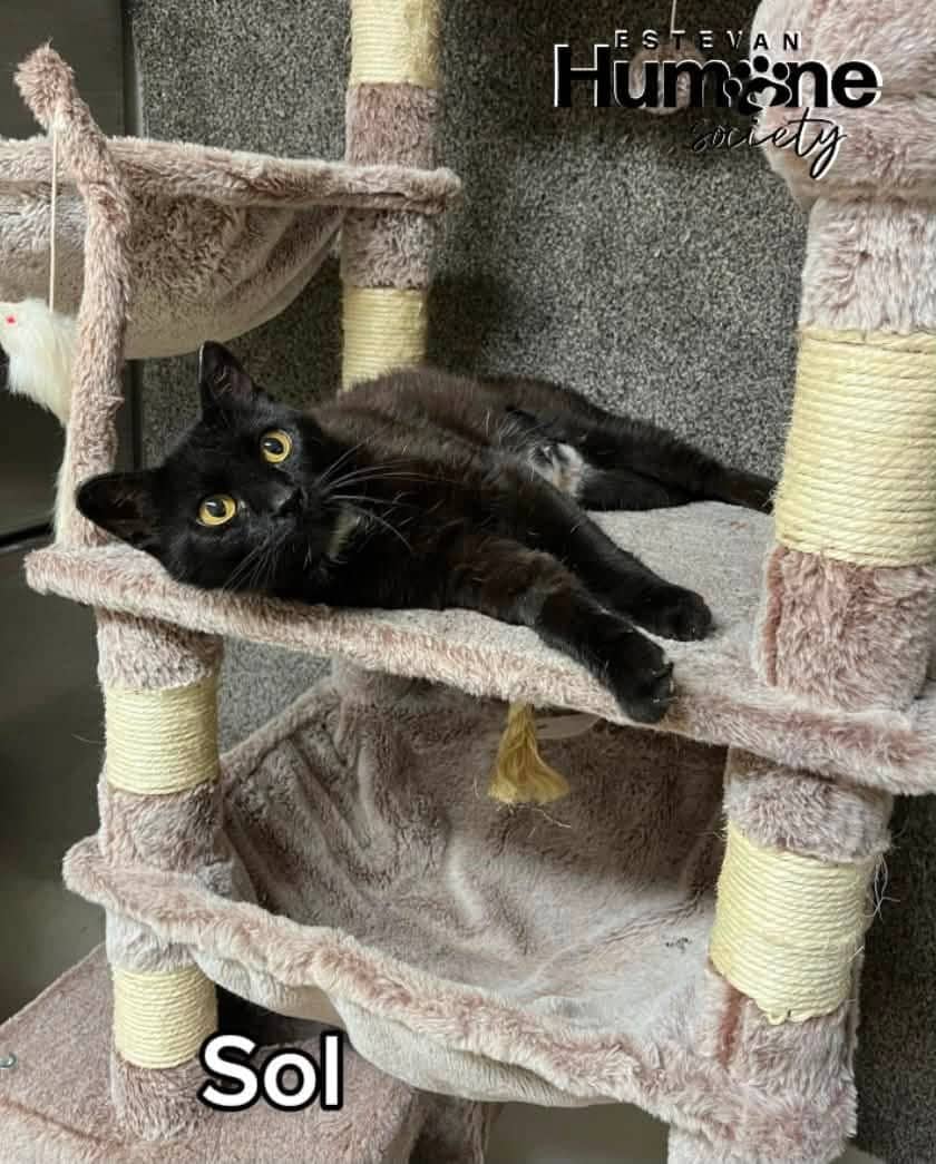 Sol - Domestic Shorthair available for adoption