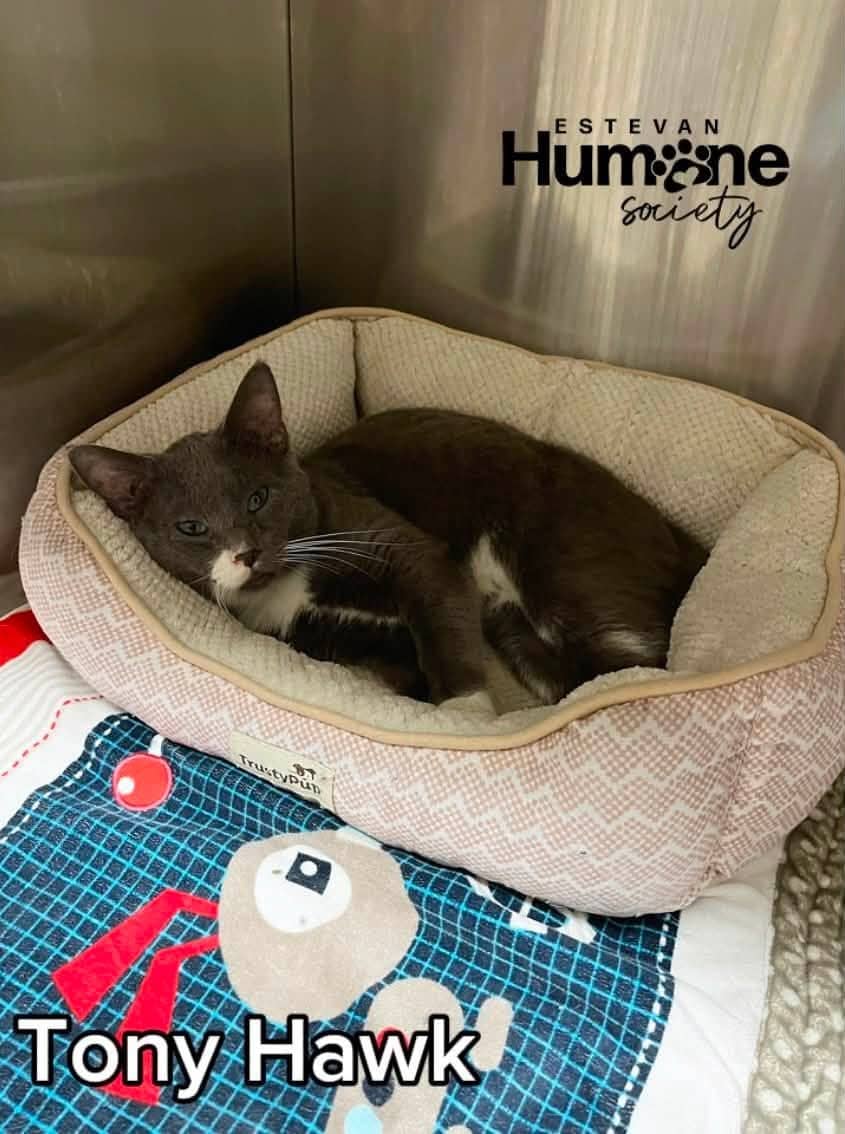 Tony Hawk - Domestic Shorthair available for adoption