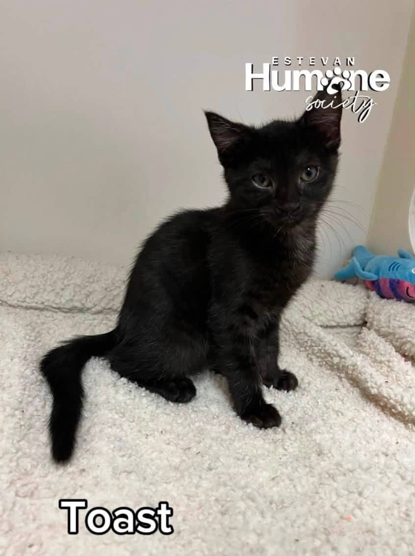 Toast - Domestic Shorthair cat available for adoption at Estevan Humane Society in Estevan