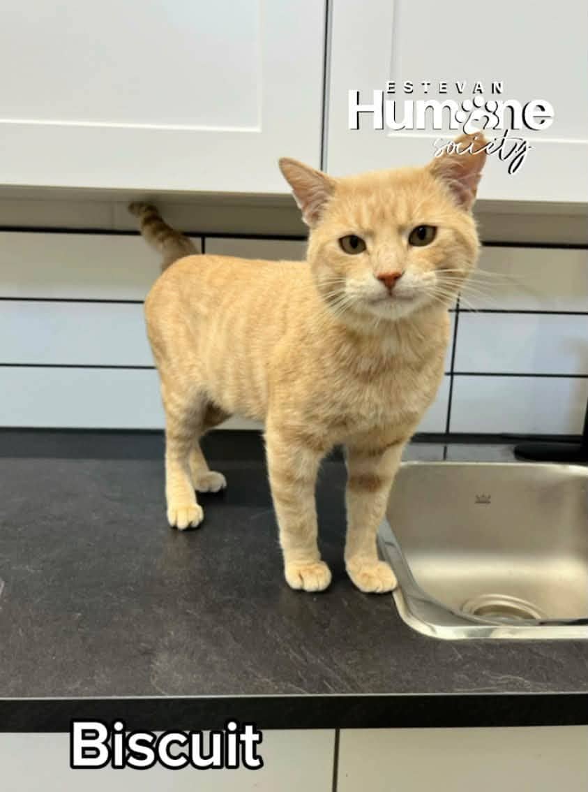 Biscuit - Domestic Shorthair cat available for adoption at Estevan Humane Society in Estevan
