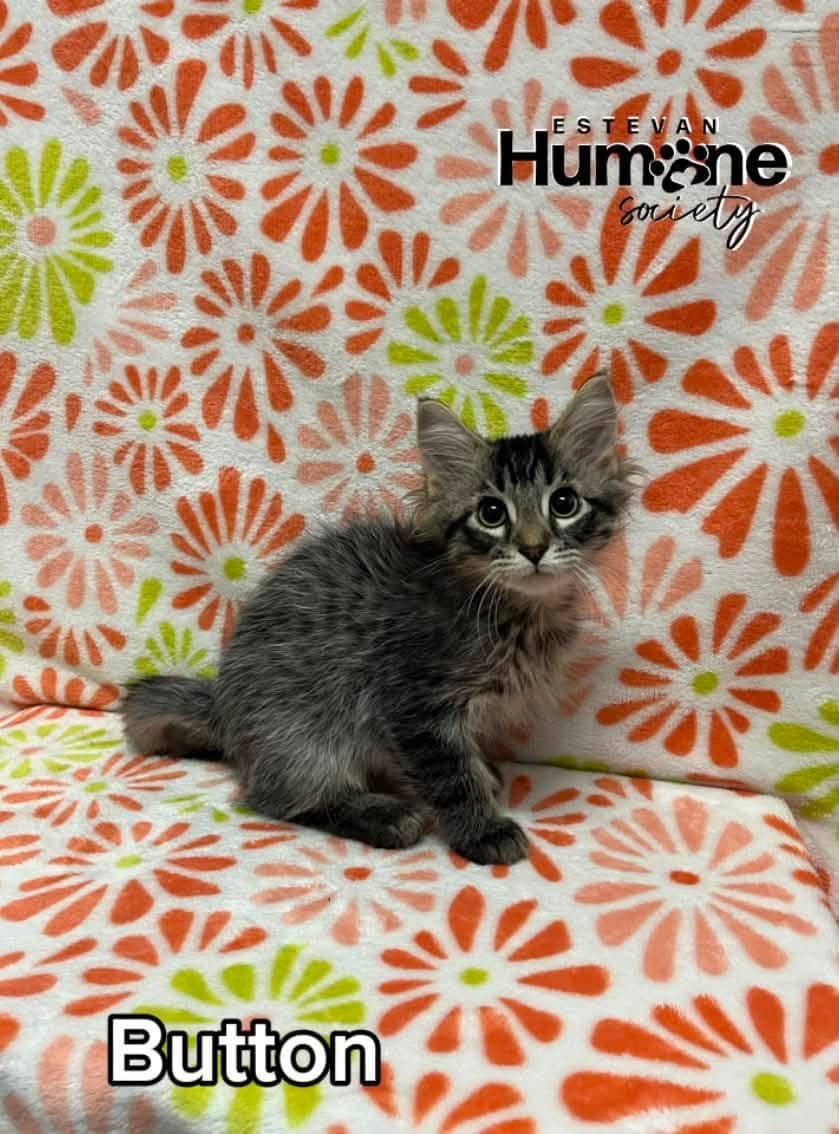 Button - Domestic Medium Hair cat available for adoption at Estevan Humane Society in Estevan