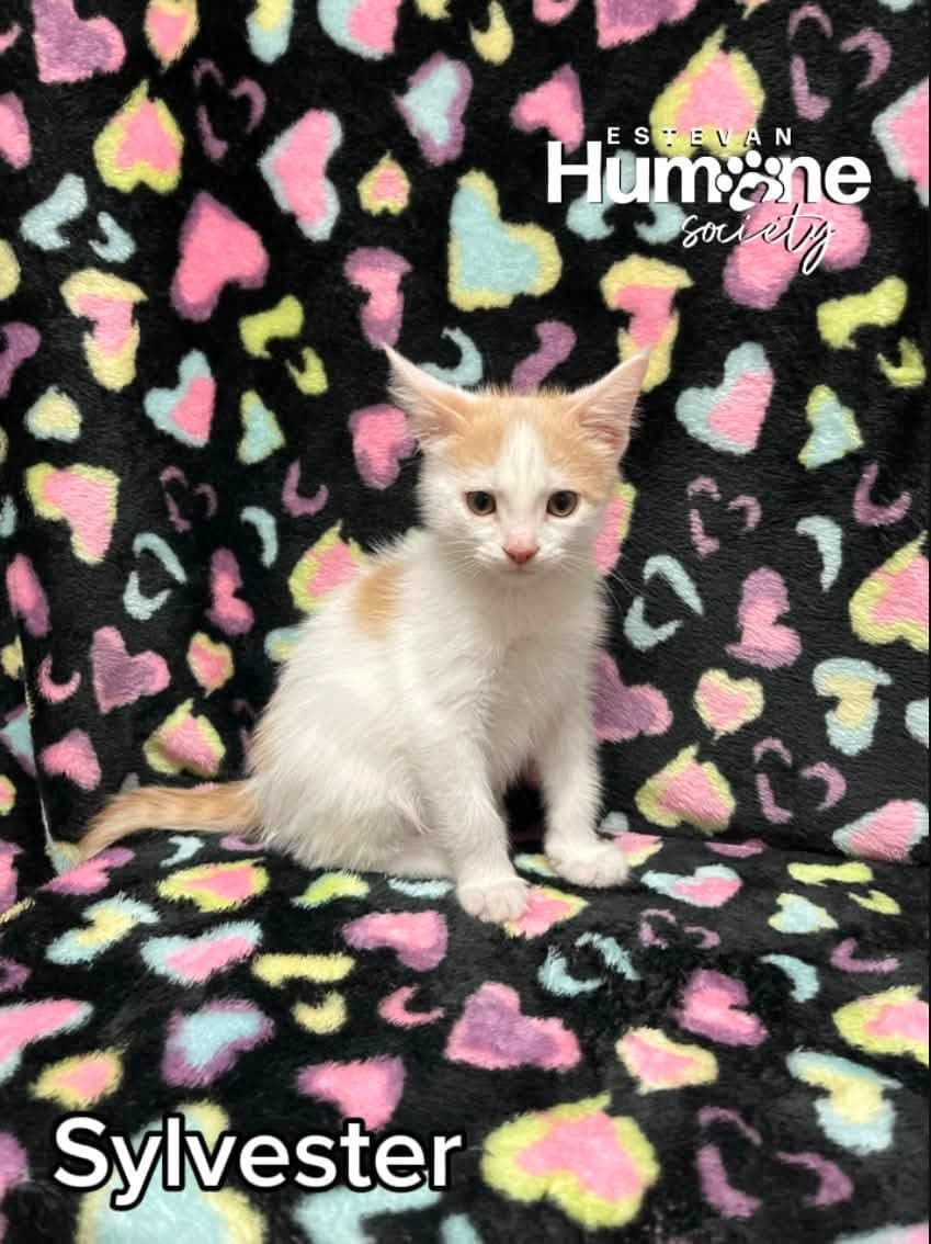 Sylvester - Domestic Shorthair cat available for adoption in Calgary