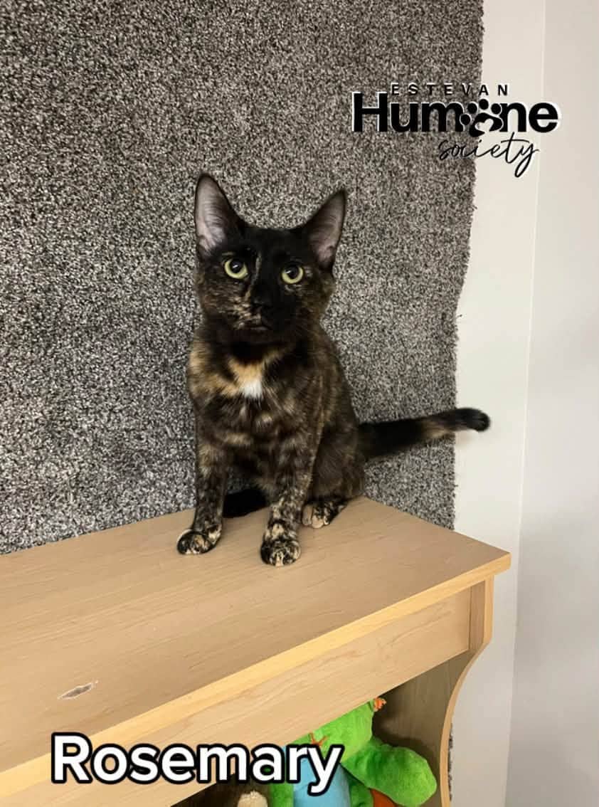 Rosemary - Domestic Shorthair cat available for adoption at Estevan Humane Society in Estevan