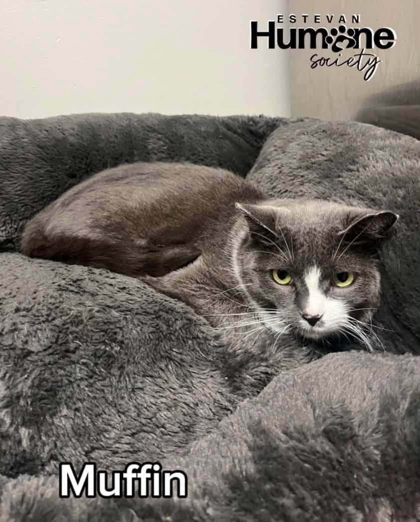 Muffin - Domestic Shorthair available for adoption