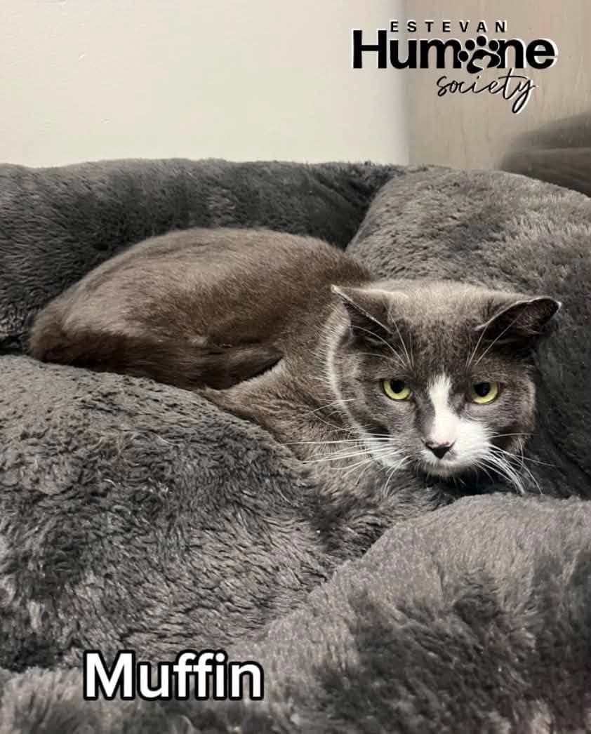 Muffin - Domestic Shorthair available for adoption