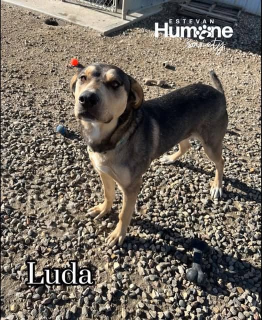 Luda - Shepherd Γ Husky mix available for adoption