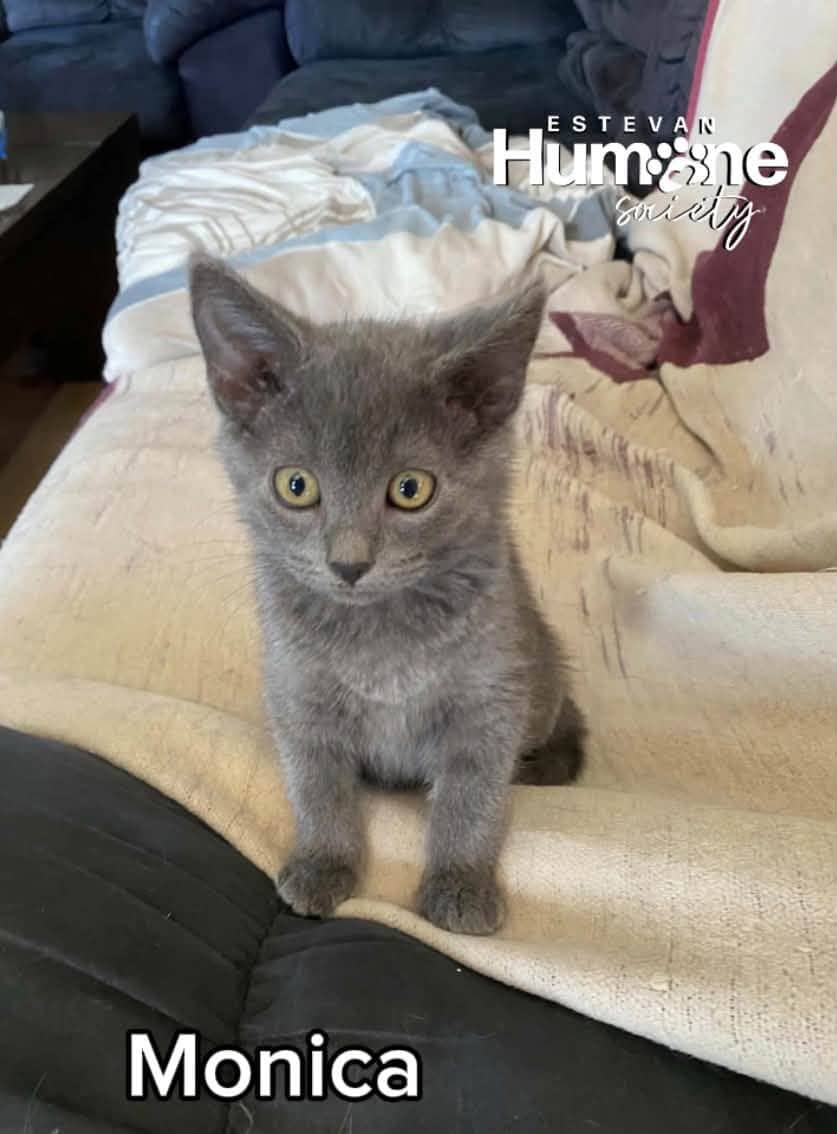 Monica - Domestic Shorthair cat available for adoption at Estevan Humane Society in Estevan