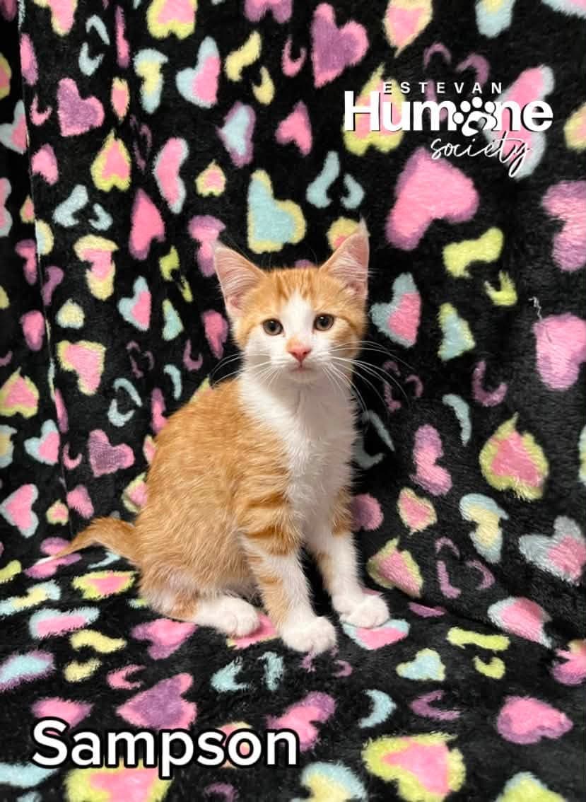 Sampson - Domestic Shorthair cat available for adoption in Calgary