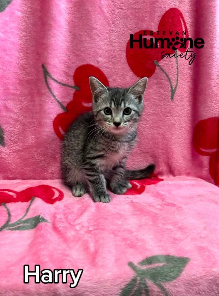 Harry - Domestic Shorthair available for adoption