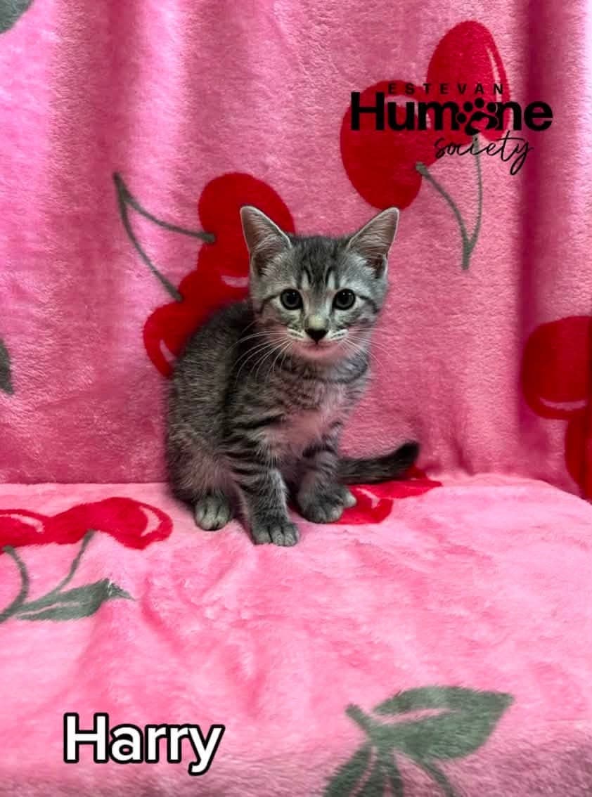 Harry - Domestic Shorthair available for adoption