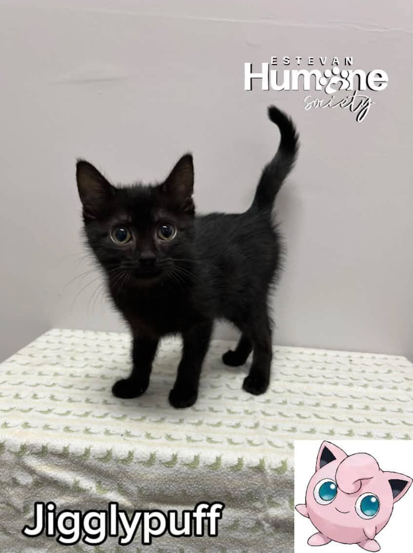 Jigglypuff - Domestic Shorthair cat available for adoption at Estevan Humane Society in Estevan