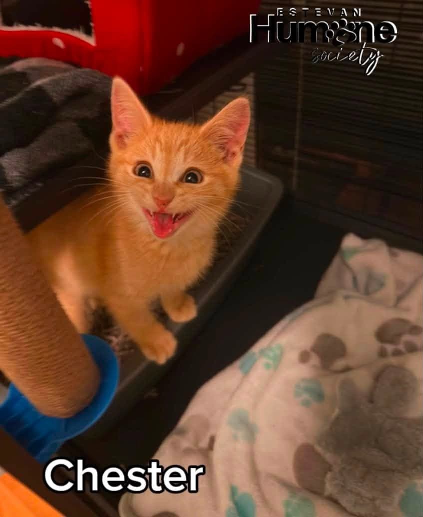 Chester - Domestic Shorthair cat available for adoption at Estevan Humane Society in Estevan
