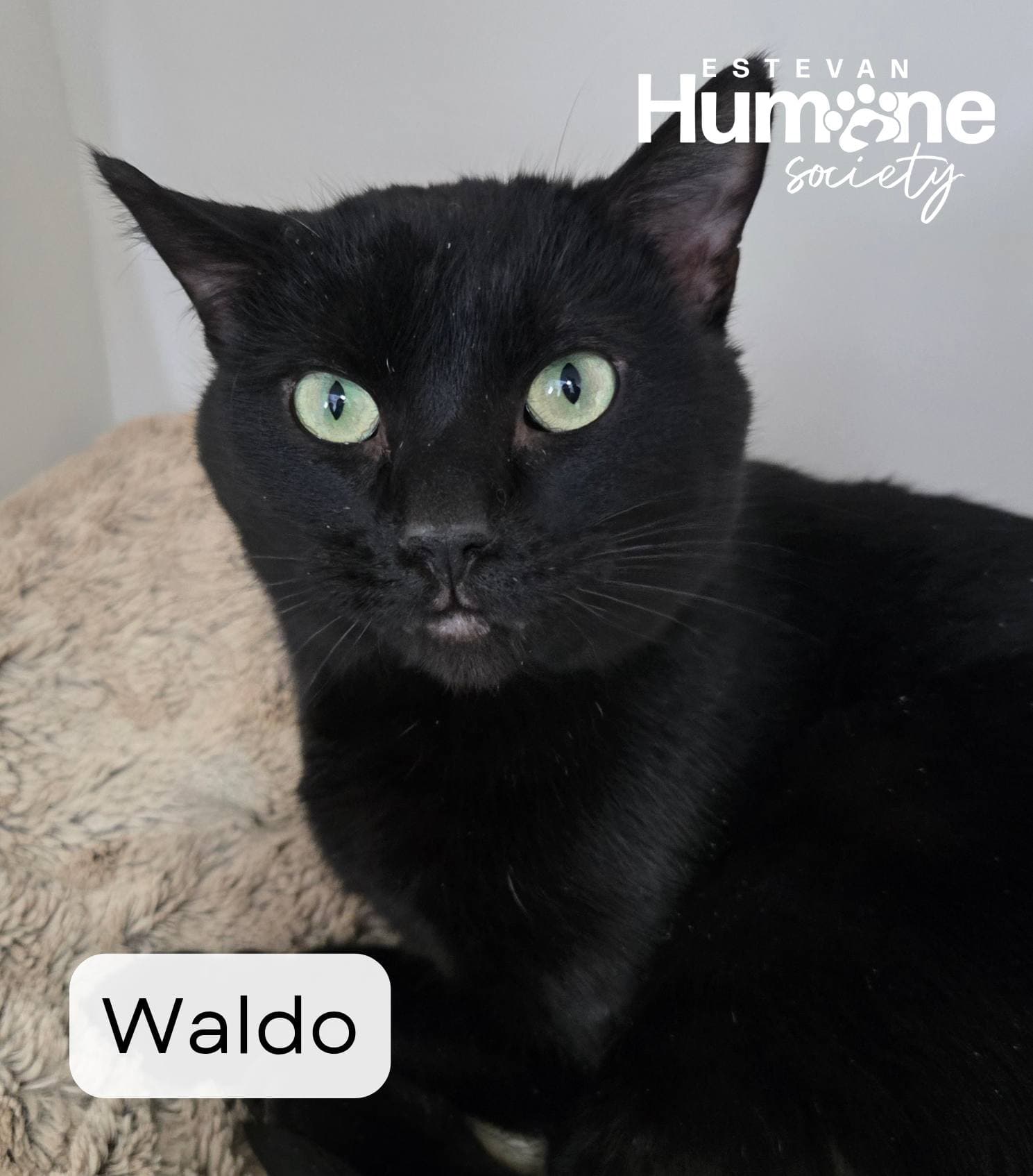 Waldo - Domestic Shorthair available for adoption