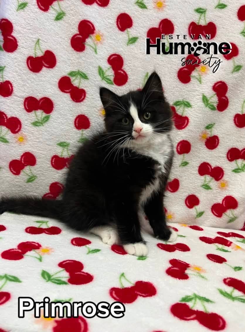 Primrose - Domestic Medium Hair cat available for adoption at Estevan Humane Society in Estevan