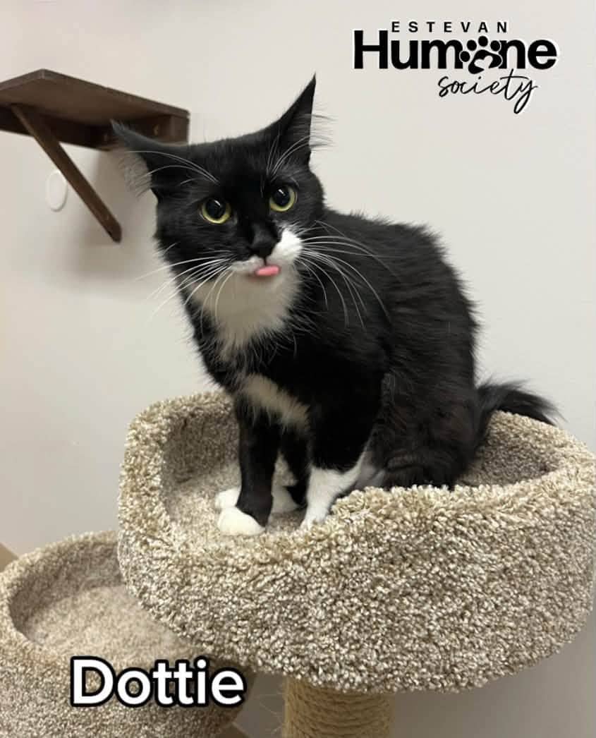 Dottie - Domestic Medium Hair cat available for adoption at Estevan Humane Society in Estevan